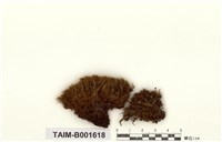 藏品(曲尾苔)的圖片